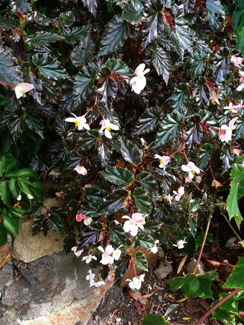B. ‘Concord’